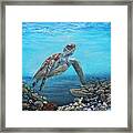 Green Sea Turtle Framed Print