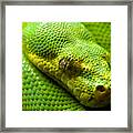 Green Tree Python Framed Print