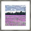 Grey And Pink Framed Print
