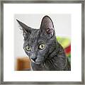 Grey Cat Framed Print