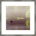 Grey Heron Across The Water Framed Print