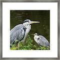 Grey Heron Wading Bird Framed Print