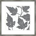 Grey Maple Leaves Framed Print