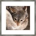 Grey Wolf Painting Framed Print