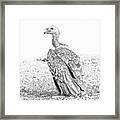 Griffon Vulture Framed Print