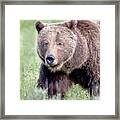 Grizzly Bear 399 Portrait Framed Print