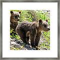 Grizzly Bear Cubs Framed Print