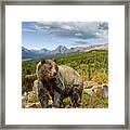 Grizzly Bear In Glacier National Park Framed Print