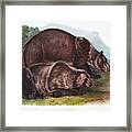 Grizzly Bear. John Woodhouse Audubon Framed Print