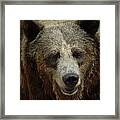 Grizzly Bear Framed Print