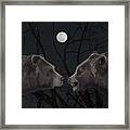 Grizzly Night Framed Print