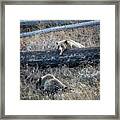 Grizzly Tongue Framed Print