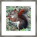 Ground Squirrel Framed Print