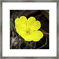 Guinea Flower - Hibbertia Pedunculata Framed Print
