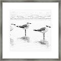 Gull Reflections Framed Print