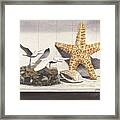 Gulls And Starfish Framed Print