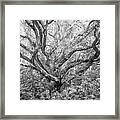 Hammocks Beach Live Oak - October 2021 Framed Print