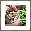 Hands With Organic Spring Onions Framed Print