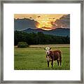 Hanging With Ms. Cow Framed Print