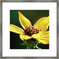 Happiness Is Yellow Framed Print