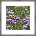 Happy Butterfly Framed Print