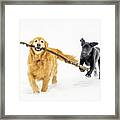 Happy Dogs In Winter Framed Print