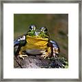 Happy Frog Framed Print