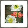 Happy Poppies Framed Print