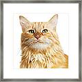 Happy Smiling Orange Tabby Cat Framed Print