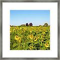 Happy Sunflowers Framed Print