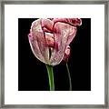 Happy Withering Tulip, Beauty, Thinker, Black Background, Framed Print
