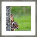 Hare Framed Print