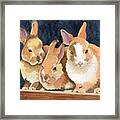 Hare Raising Experience Framed Print