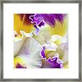 Harlequin Cattleya Orchid Framed Print
