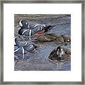 Harlequin Ducks Framed Print