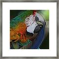 Harlequin Macaw Framed Print