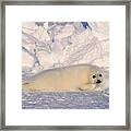 Harp Seal In Snow , Canada Framed Print