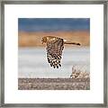 Harrier Over The Dike Framed Print