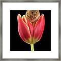 Harvest Mouse-1641 Framed Print