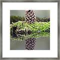 Harvest Mouse On A Pine Cone Framed Print