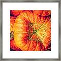 Harvest Pumpkin Framed Print