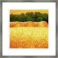 Harvest Time In Idaho Framed Print