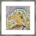Hawaiian Green Sea Turtle Framed Print
