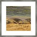 Hawaiian Monk Seals Napping On The Beach Framed Print