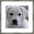 Head Shot Of A White Lab Puppy Framed Print