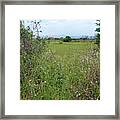 Hedgerow Wildflowers - Montenegro Framed Print