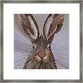 Hedwig Hare Framed Print