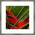 Heliconia X Framed Print