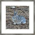 Hello Bunny Framed Print