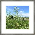 Hemlock Flowering Against The Sky Framed Print